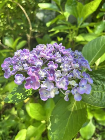 矢田寺のあじさい