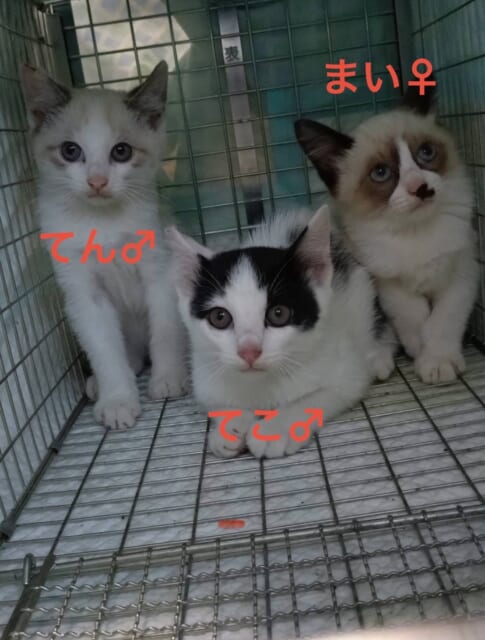 ✳︎
個人的ですが、わたくし吉村（店長）
🐾 実は…小さな命をつなぐお手伝いとして保護猫活動にちょこ...